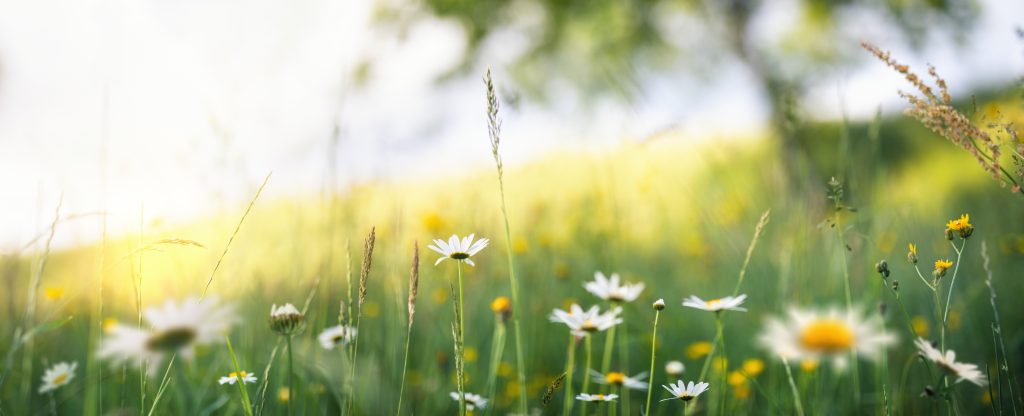 Flor delicada iluminada pelo sol, simbolizando presença, memória e natureza