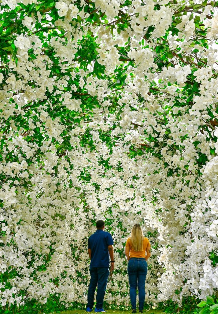 Finados com Arte 2025 no Jardim da Saudade: galeria de 100 mil flores brancas pela paz